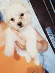 Bichon maltez băiat