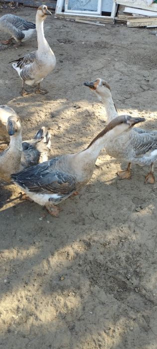 Гоз цесарка индаутка сотилади