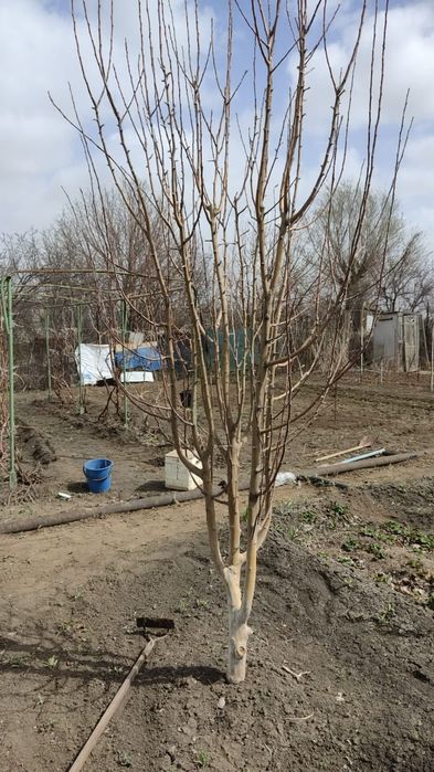 Продам дачный участок