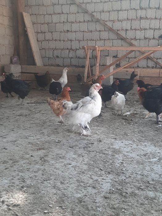 Домашный товуклар сотилади