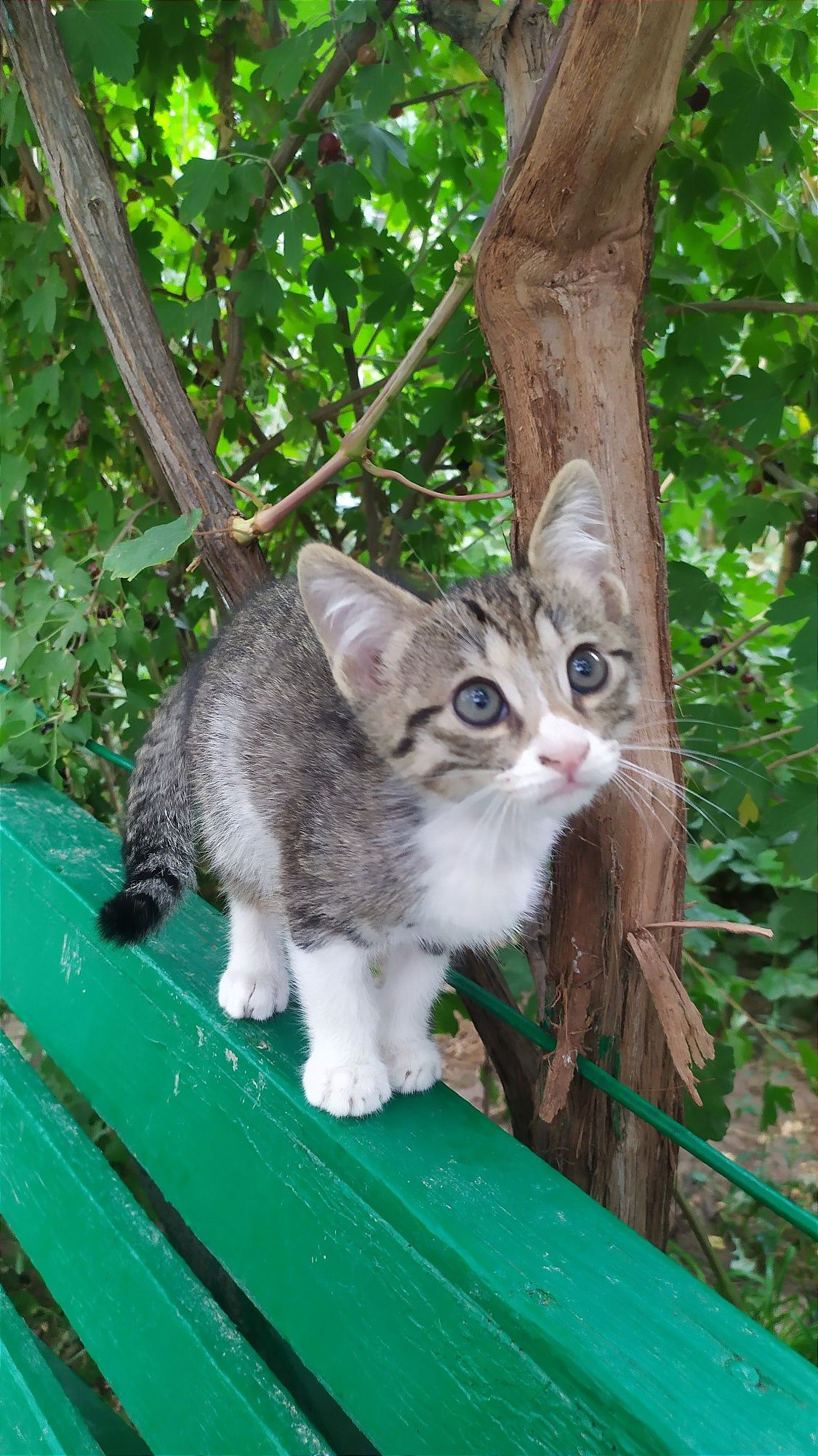 Котёнок, мальчик, 2 месяца. Чирчик.