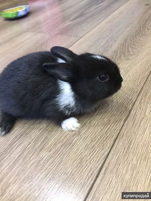 Quyon parodasi KARLIK MINOR