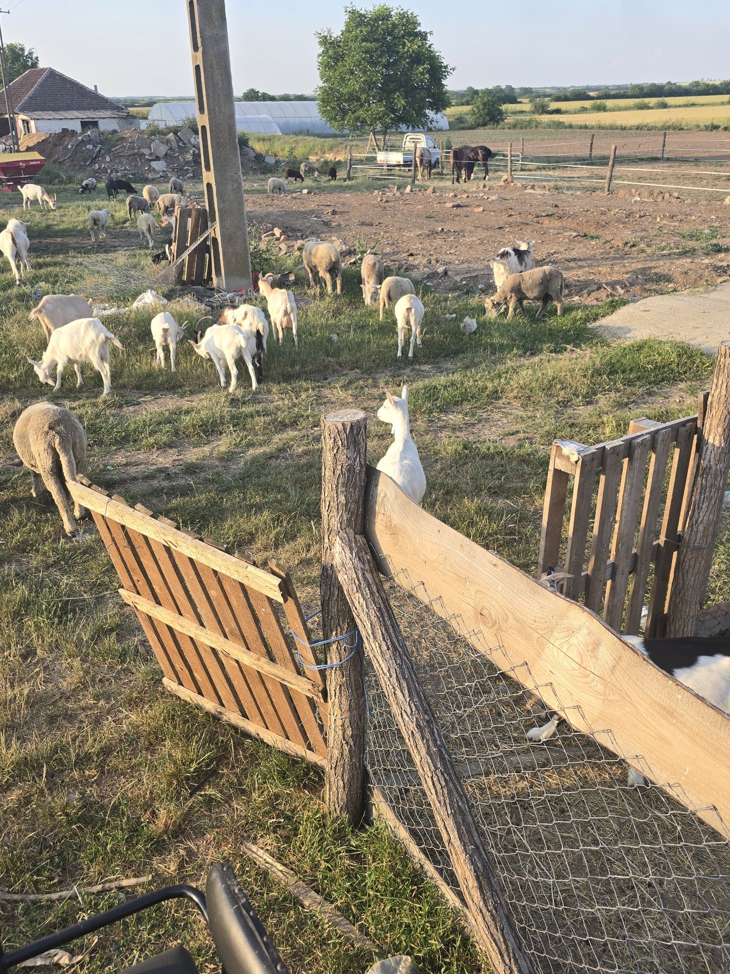 De vânzare capre și iezi sănătoși