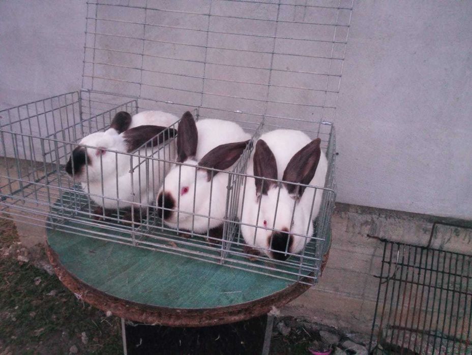 Femele si masculi Uriaș de Transilvania