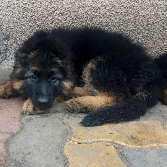 Свободни бебета чакат своите любящи стопани на 2,5м