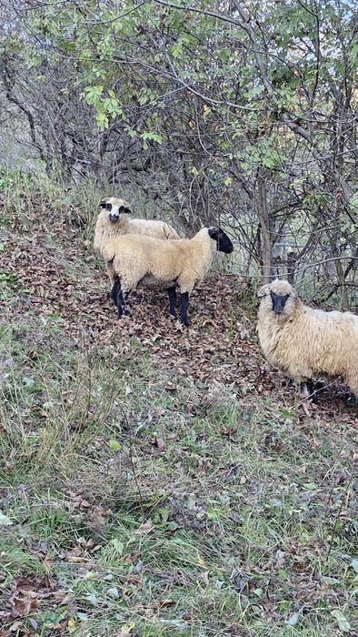 Berbecuț suffolk 5 luni