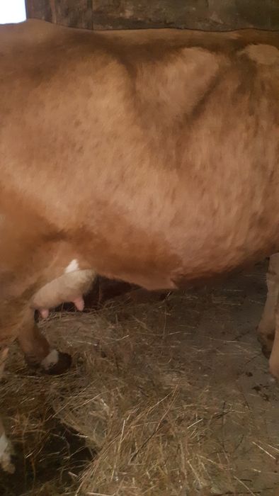 Vițel baltata germană