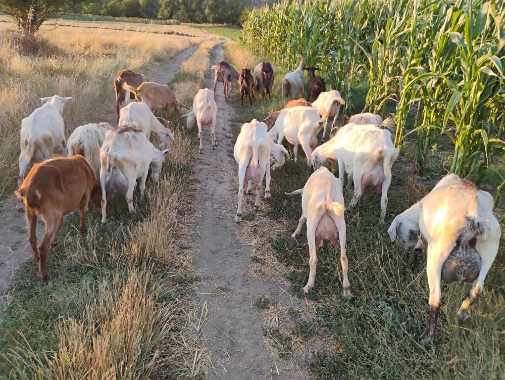 Capre de vanzare Turnu Magurele
