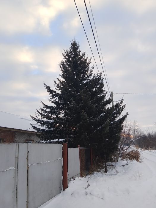 Продам живую ёлку