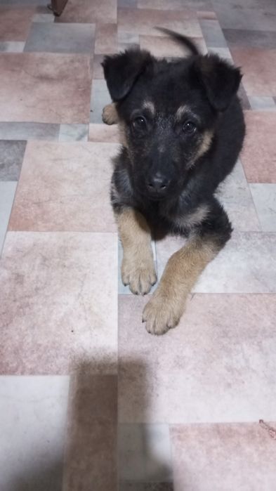 Отдам щенка мальчика в хорошие руки