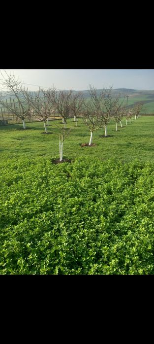 Casã cu gradina în Triteni Colonia