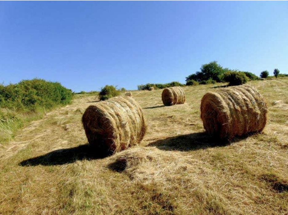 Baloti calitate superioara productie 2025