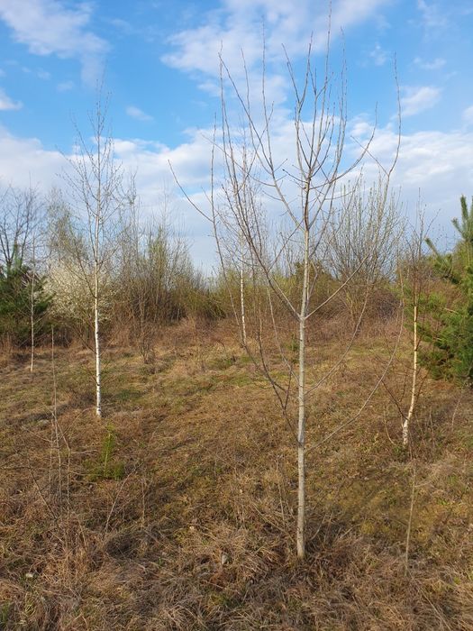 Pinii,mesteacan decorativ, leylandi, lemn cainesc, artar verde