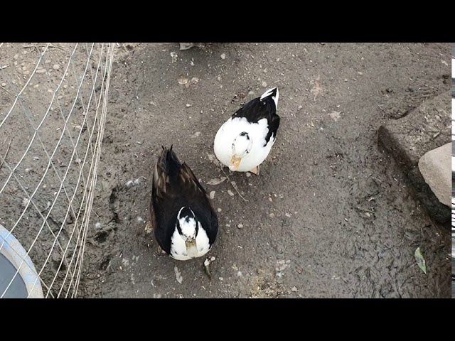 Vand rate olandeze pitice