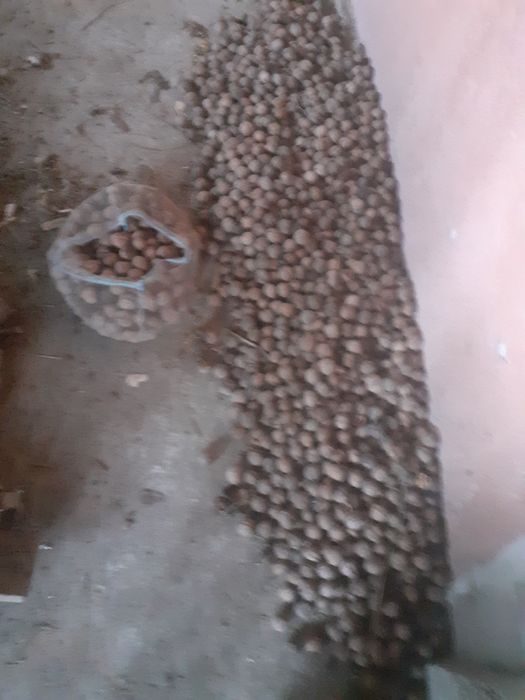 Nuci în coajă  , iasi !