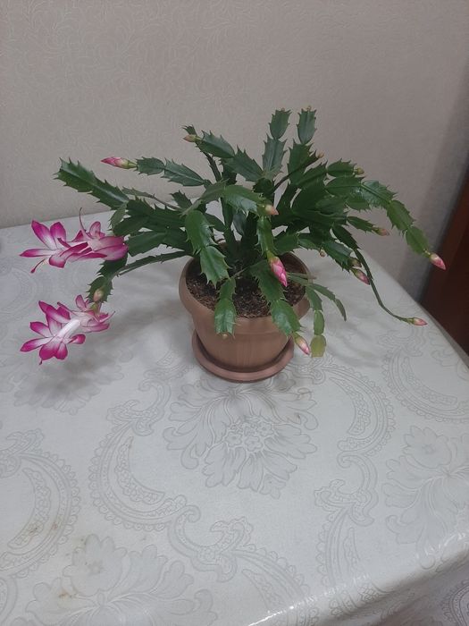 Декабрист цветущий