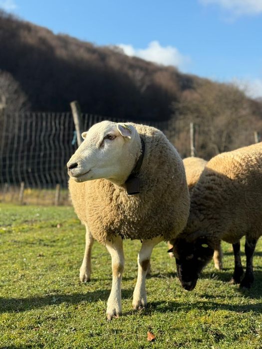Vând berbec rasa texel original de un an jumate