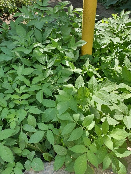 Продам саженцы бузины, сумаха