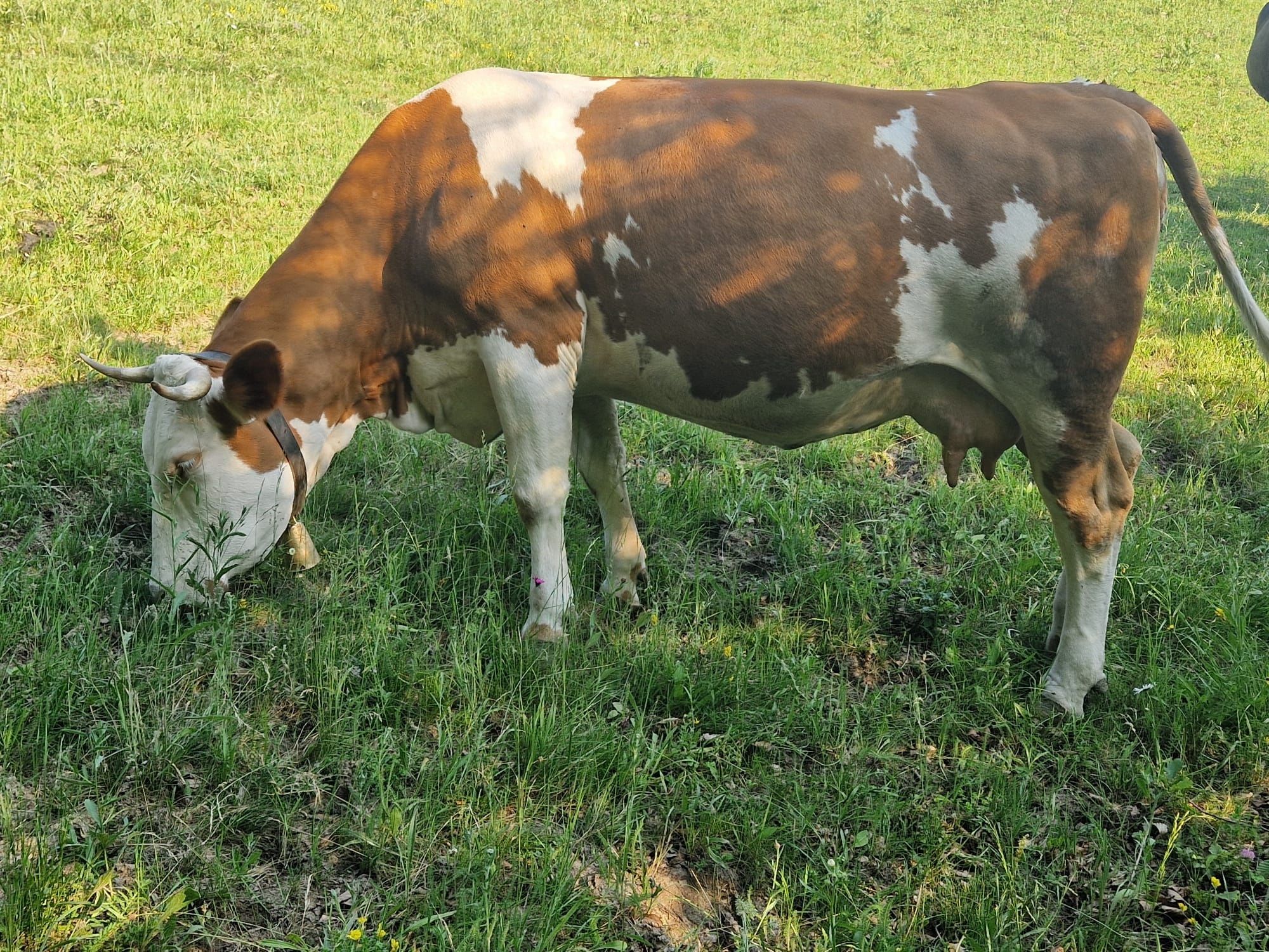 Vaca de vanzare. În data de 20-25 iulie trebuie sa fete