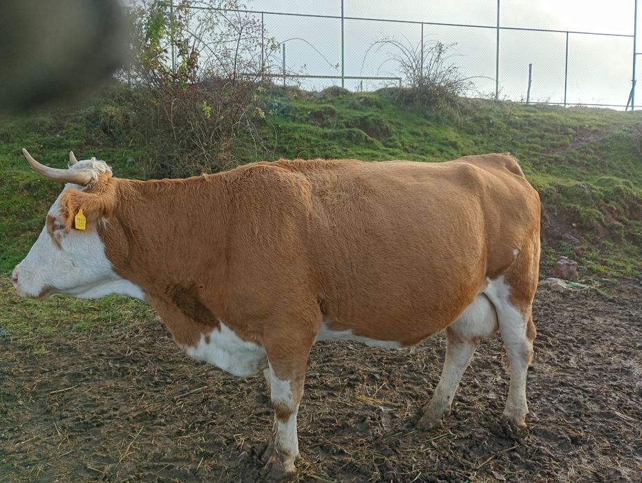 Vând vaci de lapte cu vitei bălțată romineasca cu vitei