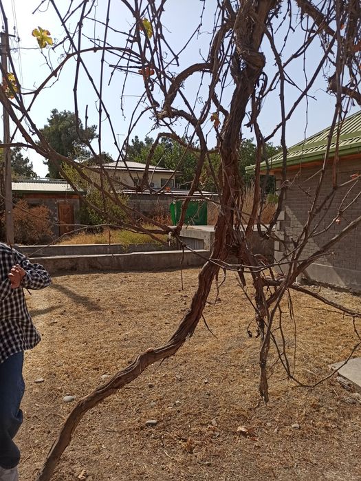 Продается дом Яшнобадский район