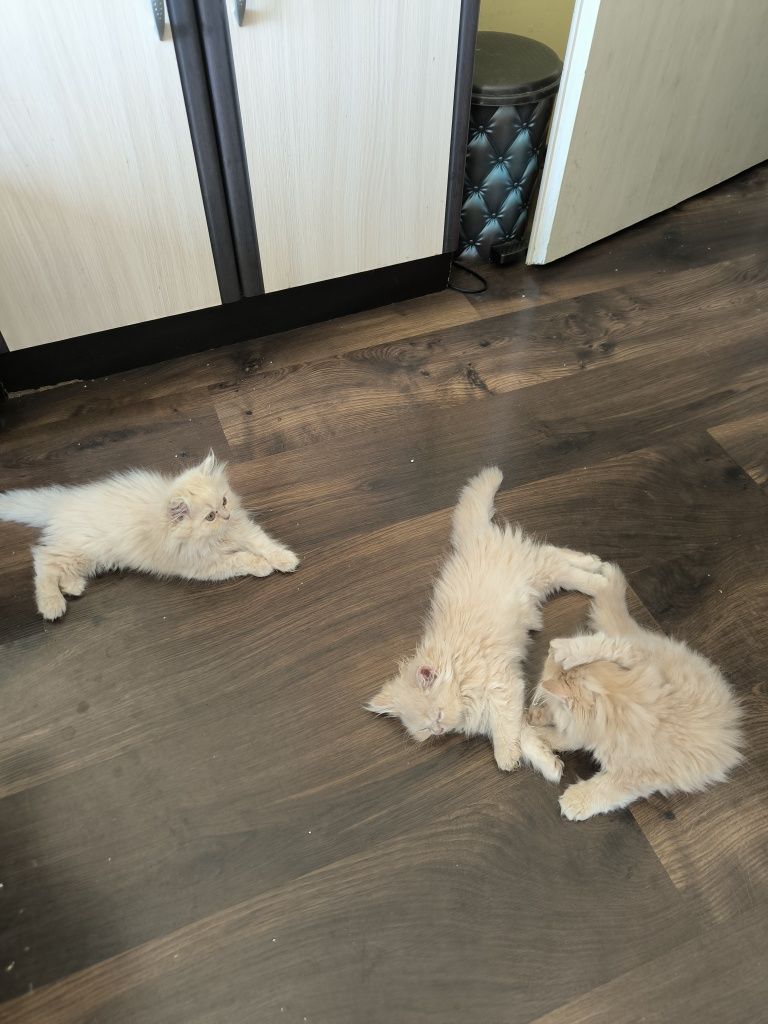 Персийски котета