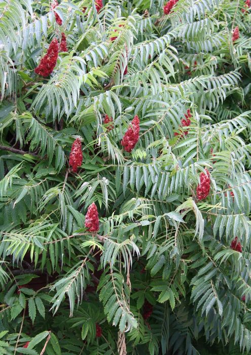 Pomi ornamentali otetar rosu, SUPER OFERTA!!!