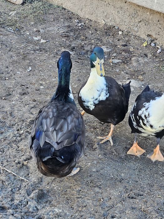 Rațe vorbărețe și ouătoare