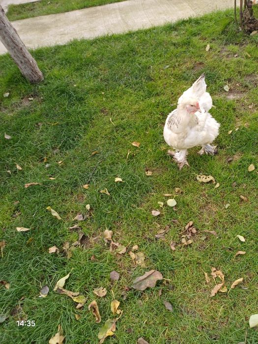 Vindem Găinii și Cucosii Braham  HD