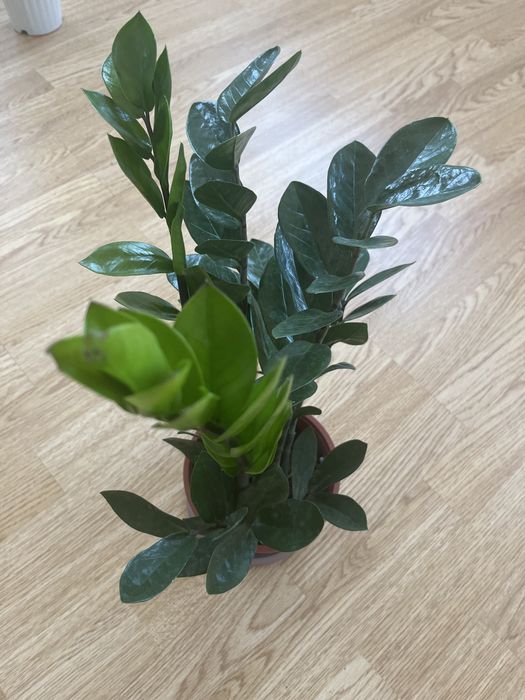 Комнатные цветочки