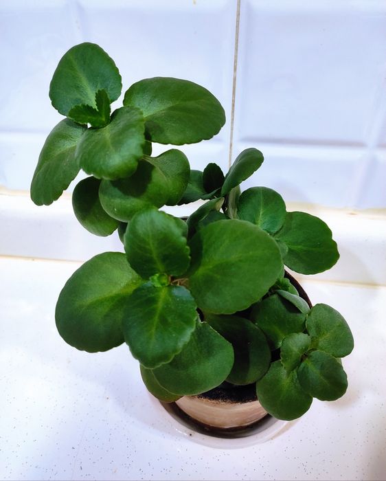 Продаются цветы ,хойя карноза, каланхоэ,циперус.