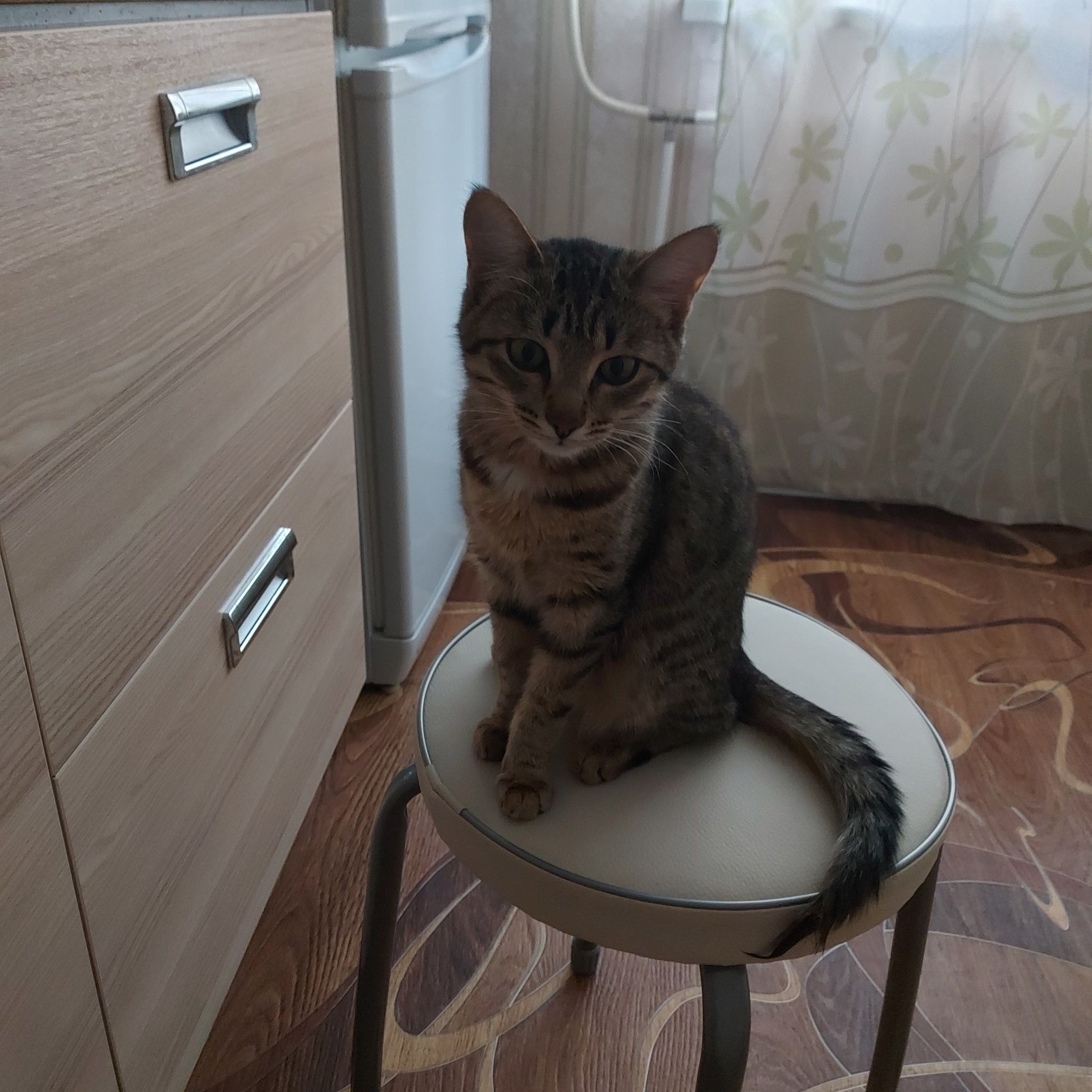 Ласковую кошку отдам в хорошие руки