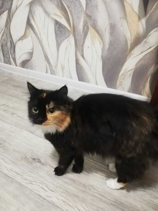 Кошечка ищет ответственных и любящих хозяев