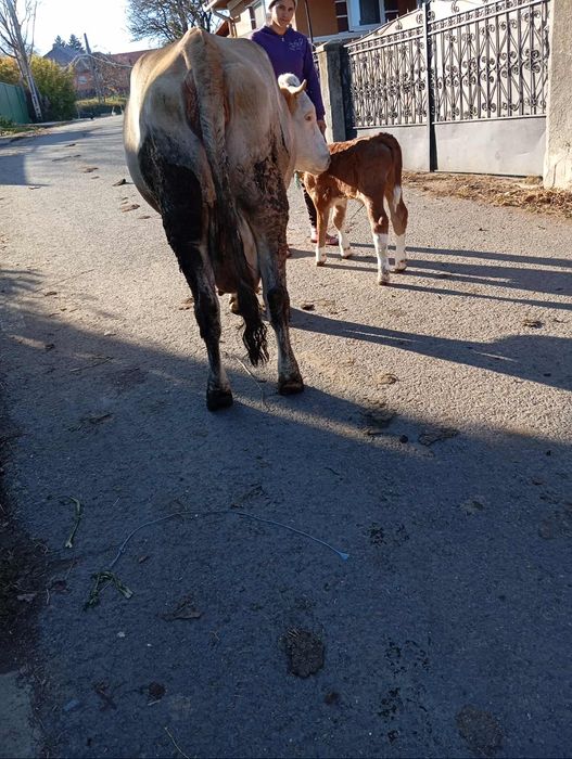 Vind vaca cu vițel de3ani