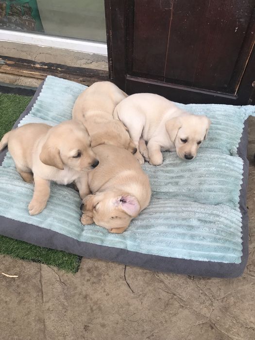 Чистокръвни лабрадор ретривър