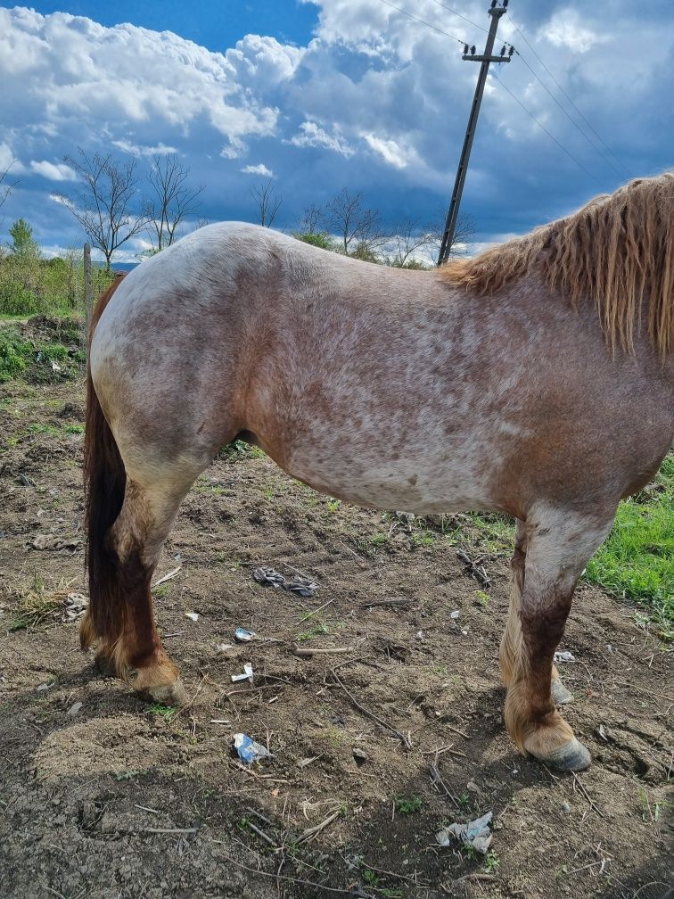 Iapă de vânzare de 3 ani