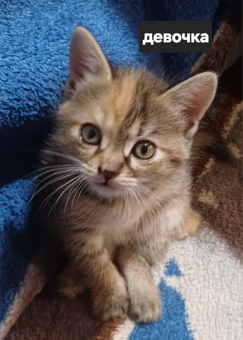 Пушистые комочки