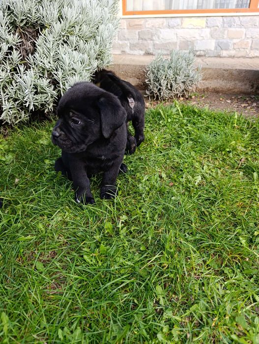 Кане Корсо кученца