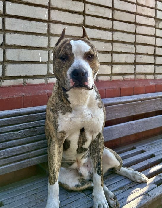 Продам стаффорда