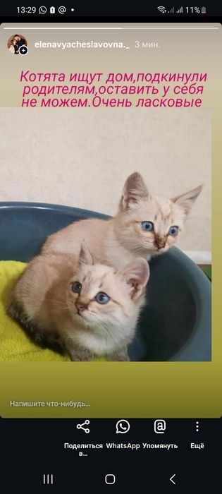 Отдам котят бесплатно