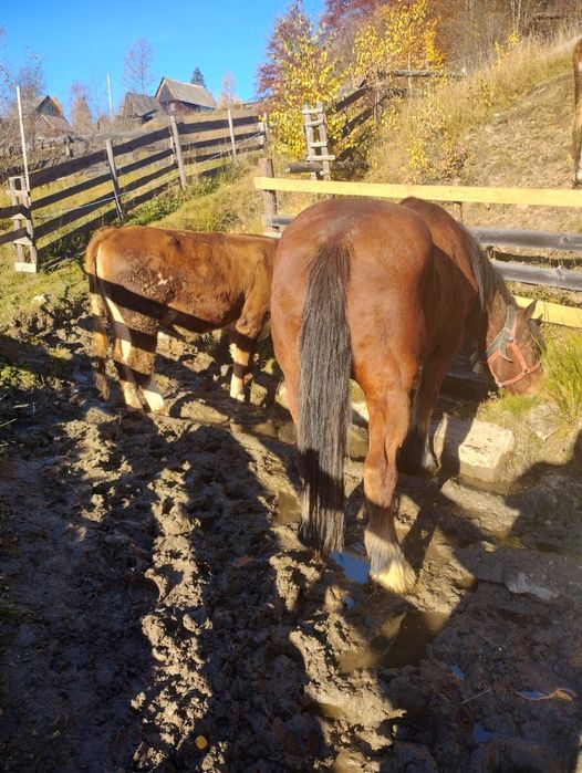 Vand cal detalii la telefon