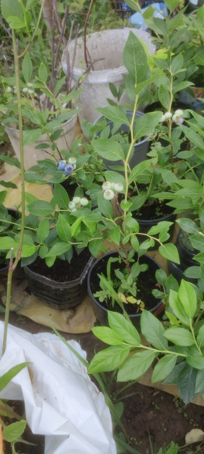 Afini afin cultura plante pe rod 50  cm in ghivece 5 - 10 + litrii