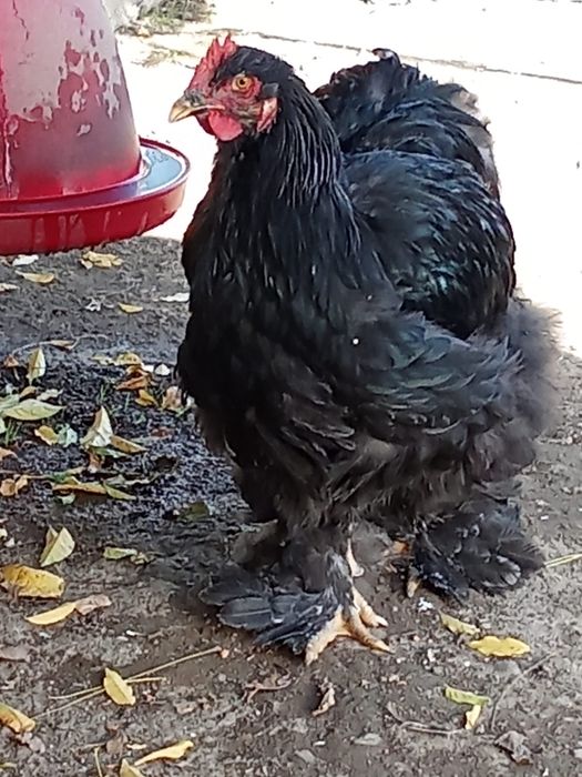 Cocos brahma si cochinchina