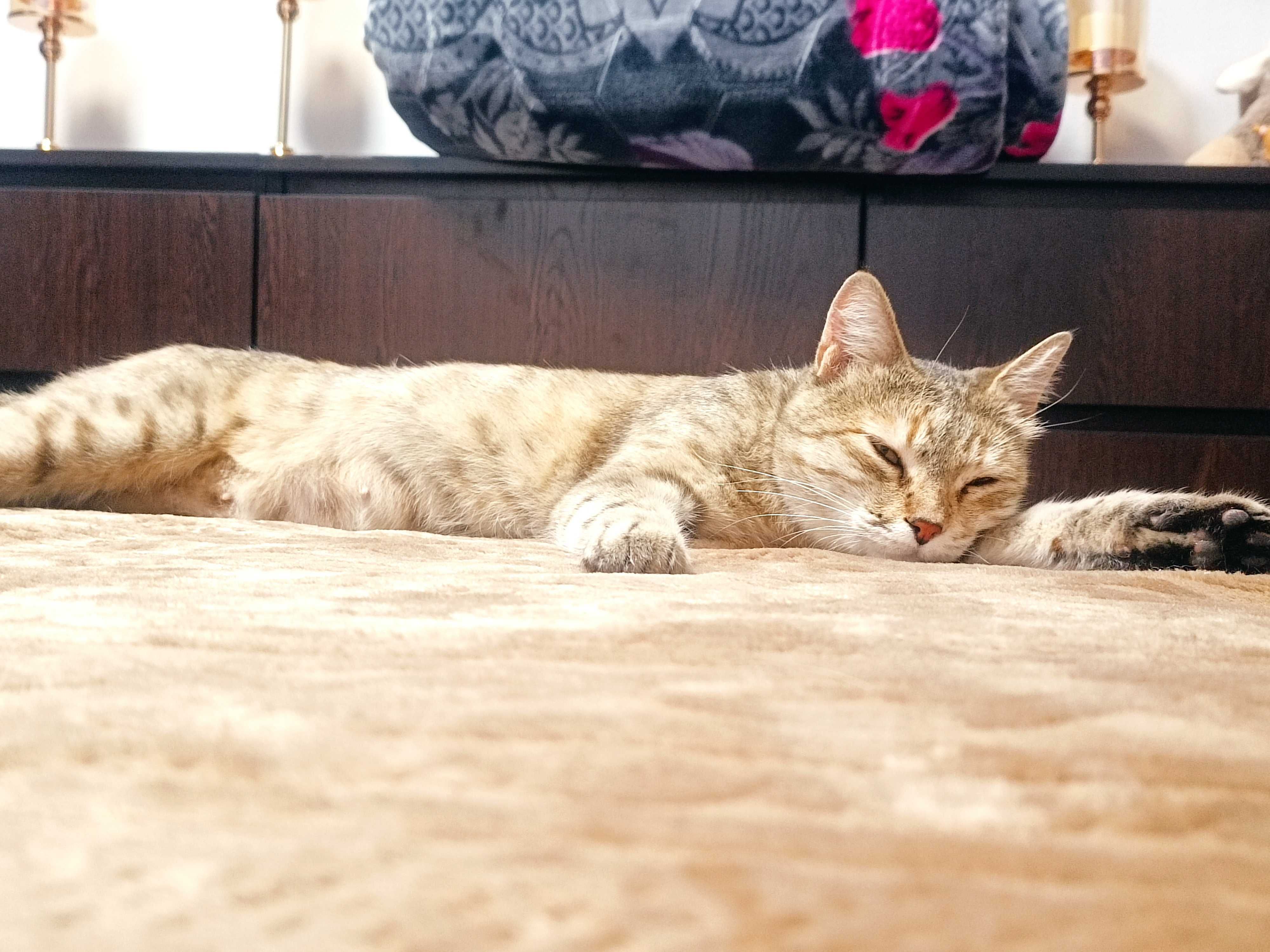 Кошка спокойная, стерилизованная