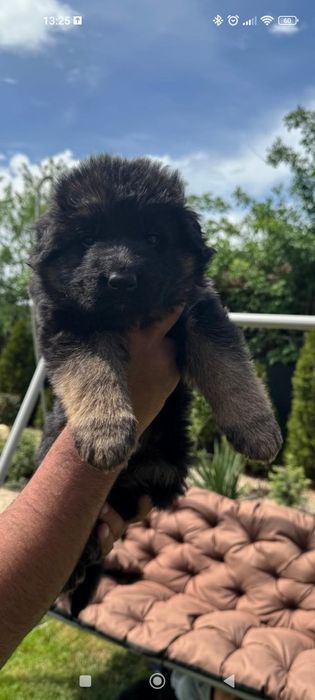 Ciobanesc german păr lung