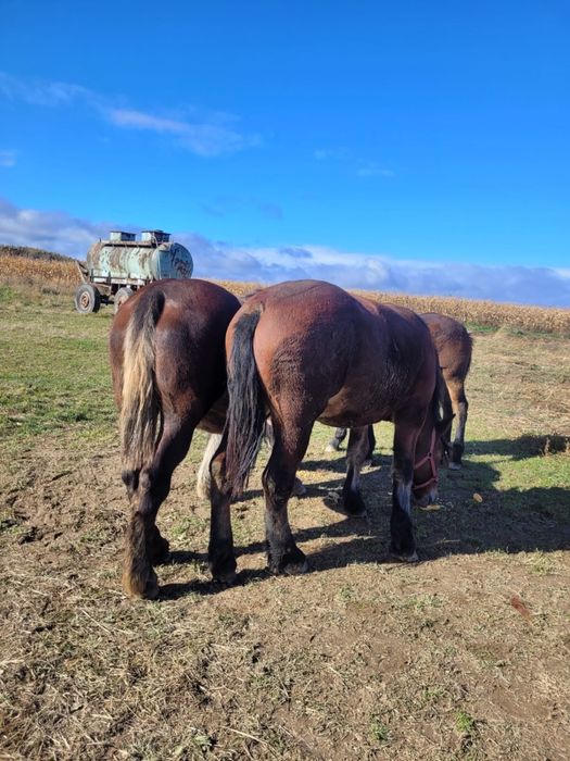 Vand manza de un an jumate