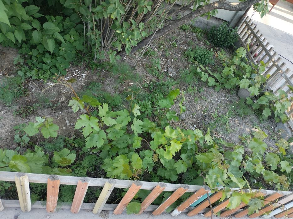 Продаются саженцы винограда ризомат и дамский пальчик