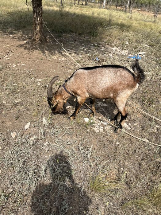 козел. теке