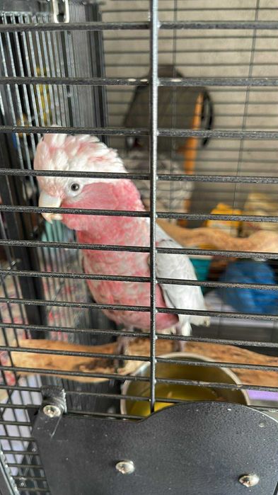 Pereche Papagali Amazon cu frunte albastra