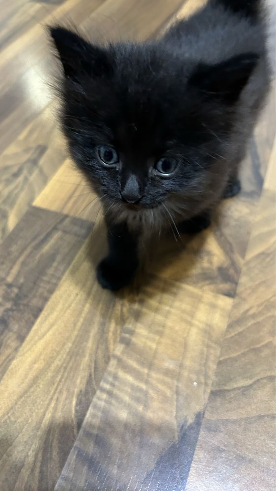 Котята в добрые руки!